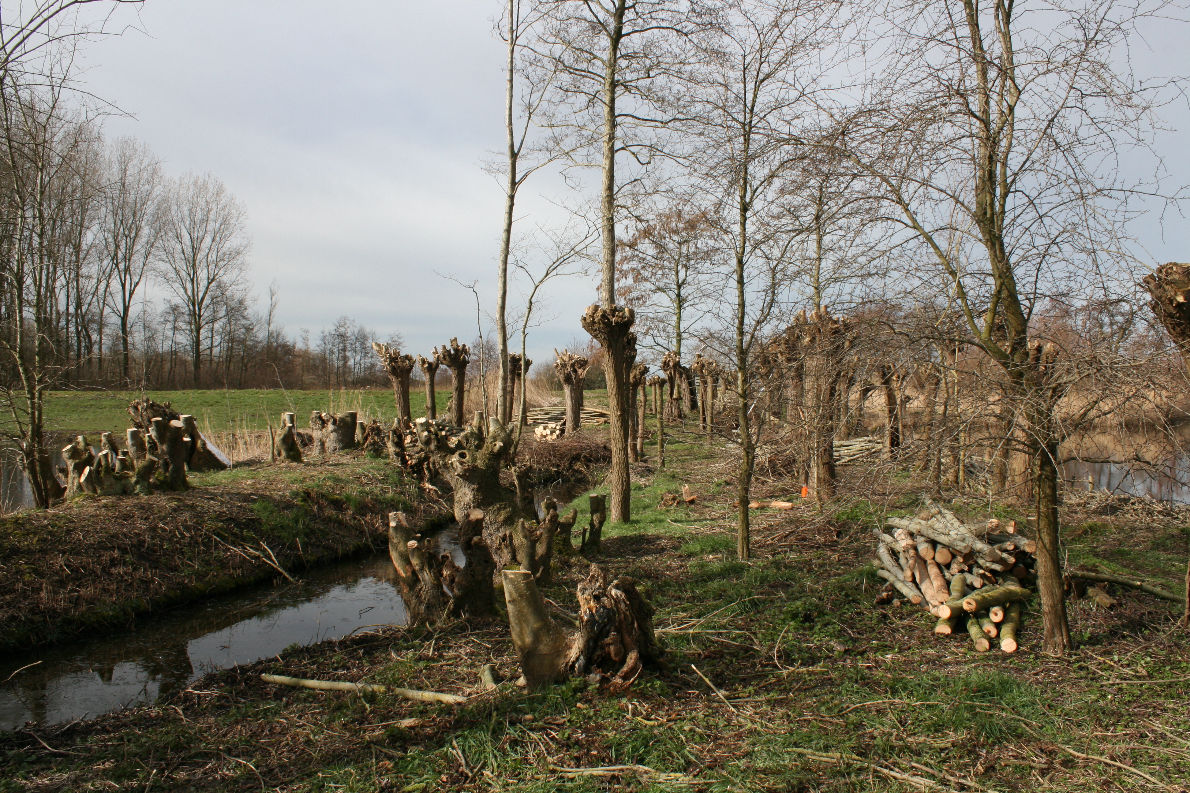 Knotploeg (Spookverlaat). Foto van Margot Klingers.